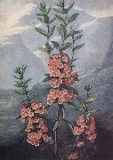 unknow artist slaktet kalmia ar uintergrona buskar med vackra blommor och dekorativt finns sju arter i stra nordamerika Sweden oil painting artist
